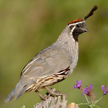 Gambel's Quail