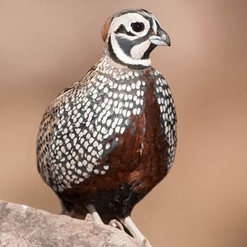 Montezuma Quail