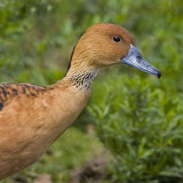 Fulvous Whistling-duck