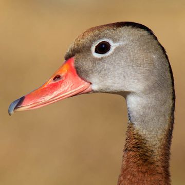 Black-bellied Whistling-duck