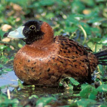 Masked Duck