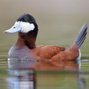 Ruddy Duck