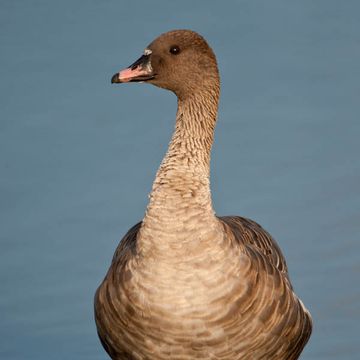 Pink-footed Goose