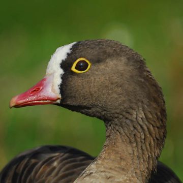 Lesser White-fronted Goose