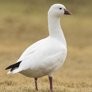 Ross's Goose