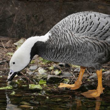 Emperor Goose