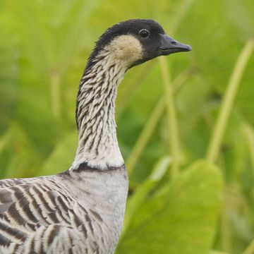 Hawaiian Goose