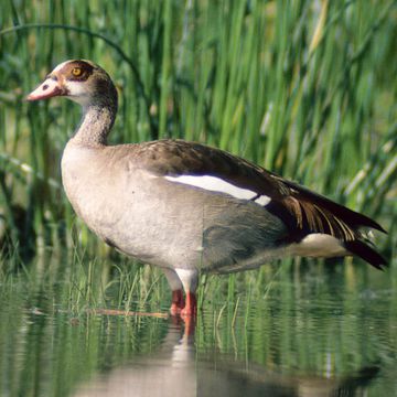 Nilgans