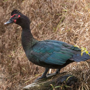 Cairina moschata