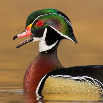 Wood Duck