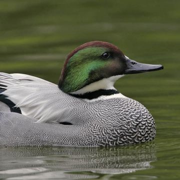 Falcated Duck