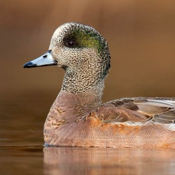 American Wigeon