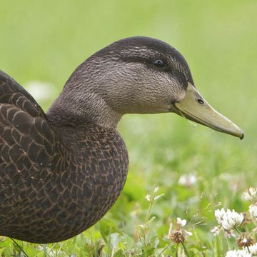 American Black Duck