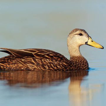 Mottled Duck