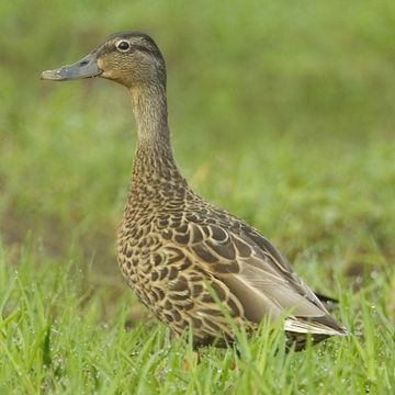 Hawaiian Duck