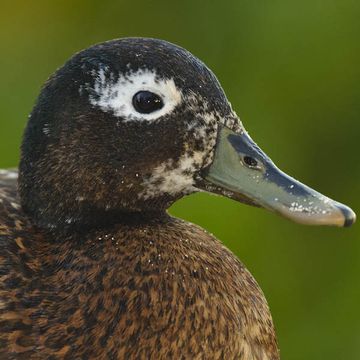 Laysan Duck