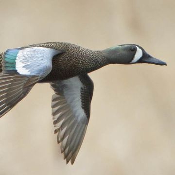 Blue-winged Teal