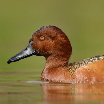 Cinnamon Teal