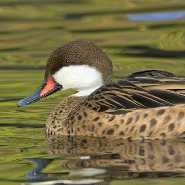 White-cheeked Pintail