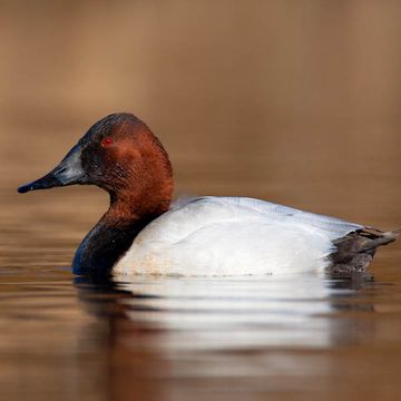 Canvasback