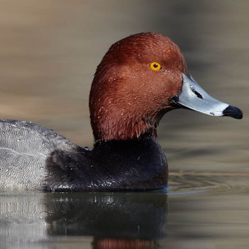 Aythya americana