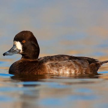 Lesser Scaup