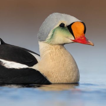 King Eider