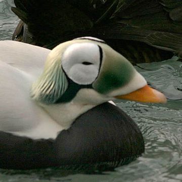 Spectacled Eider