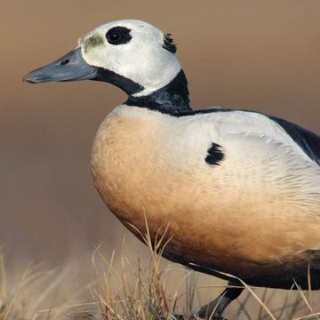 Steller's Eider