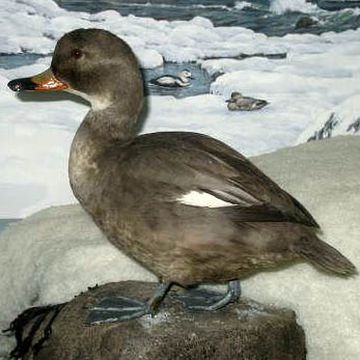 Labrador Duck