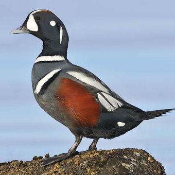 Harlequin Duck