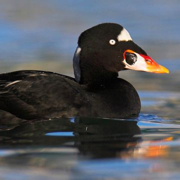 Surf Scoter