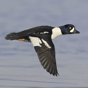 Barrow's Goldeneye