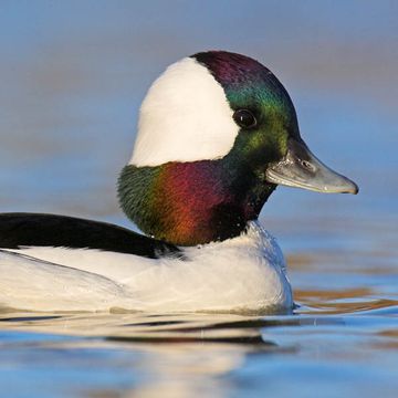 Bufflehead