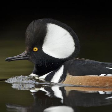 Hooded Merganser