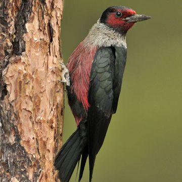 Melanerpes lewis