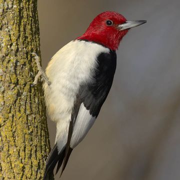 Red-headed Woodpecker