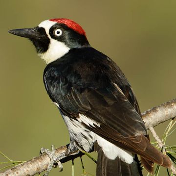 Acorn Woodpecker