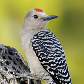 Gila Woodpecker