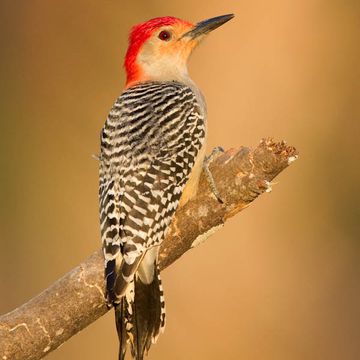 Melanerpes carolinus