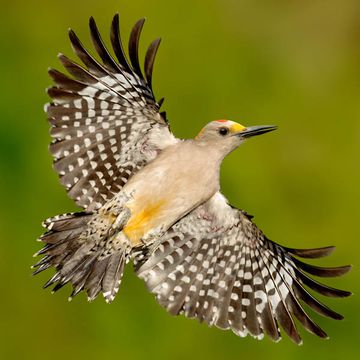 Golden-fronted Woodpecker