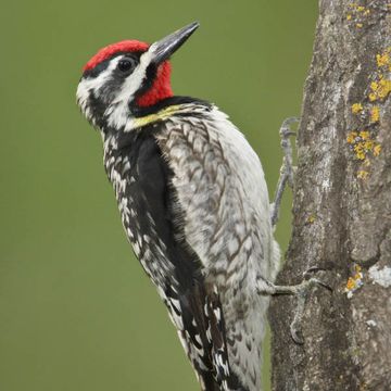 Yellow-bellied Sapsucker