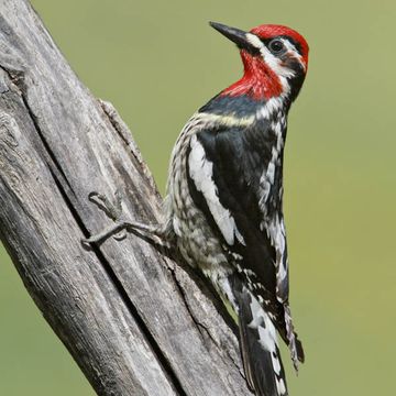 Sphyrapicus nuchalis