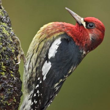 Sphyrapicus ruber