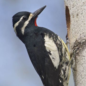 Sphyrapicus thyroideus