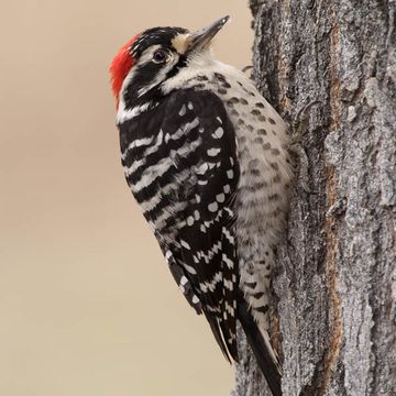 Nuttall's Woodpecker