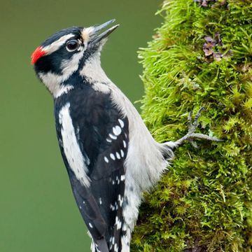 Downy Woodpecker