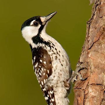 Red-cockaded Woodpecker