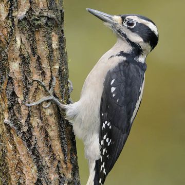 Picoides villosus