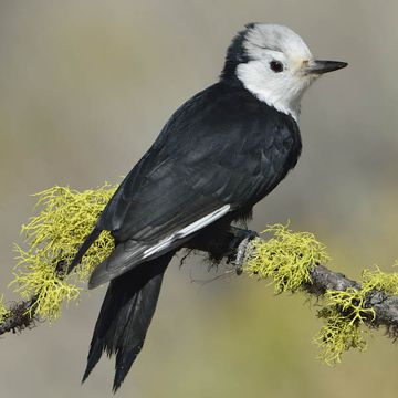 White-headed Woodpecker